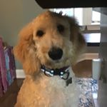 Profile Picture of Campbell Brown (@camandblake) on Instagram