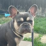 Profile Picture of Dexter Cross (@dexte_rfrenchie) on Instagram