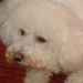 Profile Picture of Mavis Pearson (@mavis0351) on Pinterest