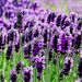 Profile Picture of Ian Hearne (@hokusai2003) on Pinterest