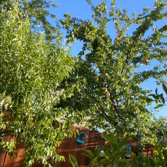 Profile Picture of Steve Haro (@steve_haro) on Poshmark