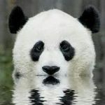 Profile Picture of Keith Lindeman (@the_panda_dude_2020) on Instagram