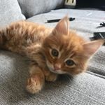 Profile Picture of Ralph (@thegingerralph) on Instagram
