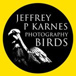 J effrey P K arnes - Instagram Profile Picture of J effrey P K arnes (@jeffreypkarnes_birds) on Instagram