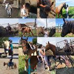 Profile Picture of Jumpy ✨Pandora✨Crystal✨Tara (@my.horses1234) on Instagram