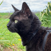 Profile Picture of Joe Blowers (@joedimaster) on Youtube