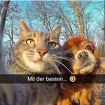 Profile Picture of Lustigste Tiere (@lustigsten_tiere) on Instagram