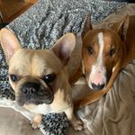 Profile Picture of ariel_rossi_ildogs (@ariel_rossi_ildogs) on Instagram