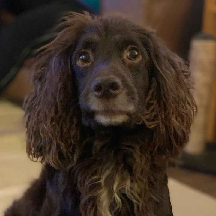 Profile Picture of Daniel Heslop (@danielthespaniel7) on Tiktok