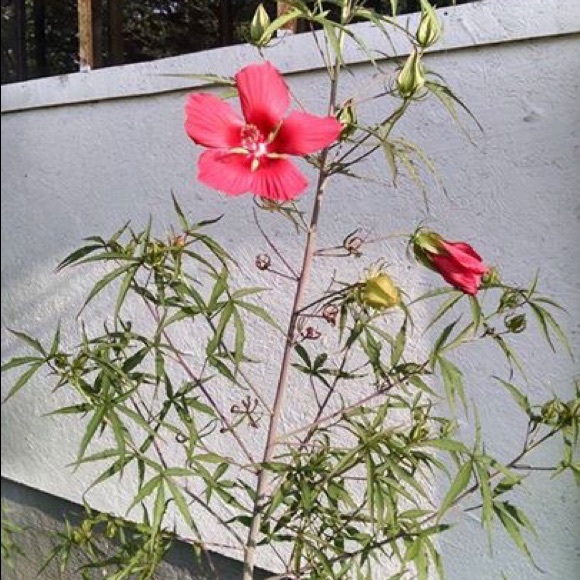 Profile Picture of Mary Leopard (@steve1653) on Poshmark