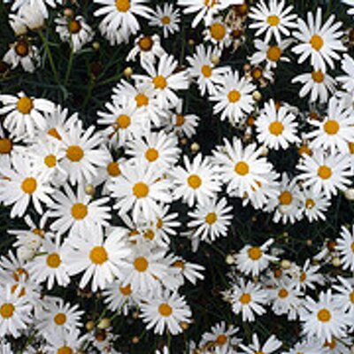 Amy Heckler - Twitter Profile Picture of Amy Heckler (@AmyHeckBy) on Twitter