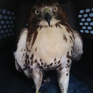 Profile Picture of Heather Hackett (@heather.hackett4) on Tiktok