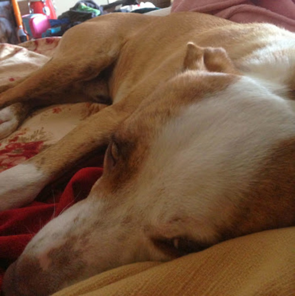 Profile Picture of Paula Benard (@paula_benard) on Poshmark