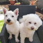 Profile Picture of Bentley & Harvey (@adventuresofbentleyandharvey) on Instagram