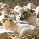 Profile Picture of Mas Marce Aula Dels Sentits (@auladelssentits) on Instagram