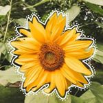Profile Picture of Ruby✨ (@priv._.ruby.kerr) on Instagram
