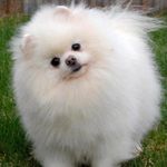 Avery McCarthy - Instagram Profile Picture of Avery McCarthy (@avery._.puppy) on Instagram