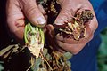 Profile Picture of Verticillium wilt - Wikipediaon Wikipedia