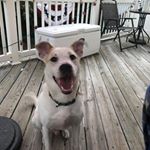 Profile Picture of Forrest Pup Cush-Wilkins (@misterforrestandfriends) on Instagram