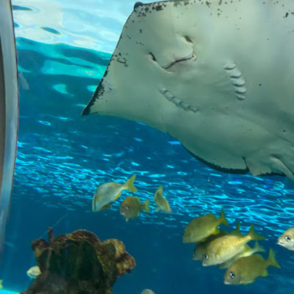 Profile Picture of Jordan Merklinger (@jmerklinger) on Poshmark