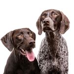 Profile Photo of Abbie & Gunner - The Bird Dogs (@abbieandgunner) on Instagram