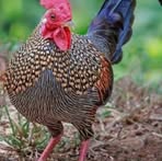 Profile Picture of Joel Ferrer (@joel.ferrer.603315) on Facebook