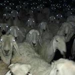 Profile Picture of Scott B. (@scottbellehu) on Instagram