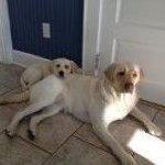 Profile Picture of Sue Herflicker (@flikerfarm96) on Instagram