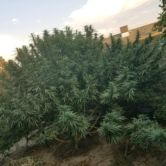 Profile Picture of Shawn Saesee (@young_cuz1520) on Poshmark