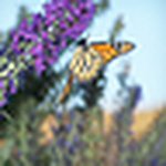 Profile Picture of Jeanette Thomas (@jeanettet) on Flickr