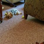 Profile Picture of Debbie Gault (@gault.debbie) on Instagram