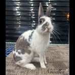 Profile Picture of Dannie Shackelford (@danni.shackelford) on Facebook