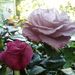 Profile Picture of Ruby Rose (@shirleygraham30) on Pinterest