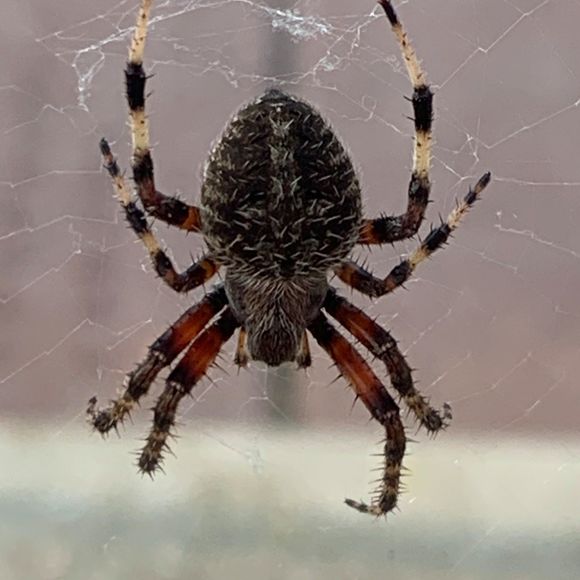 Profile Picture of Marc Terry (@bossalini3569) on Poshmark