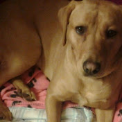 Profile Picture of Jamie Boldra (@jamieboldra5051) on Youtube