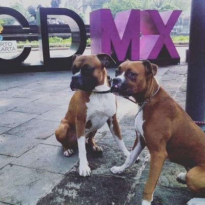 Profile Picture of Tayson Y Drako/ Boxers  🐕 😎 (@unboxer_tuitero) on Twitter