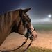 Profile Picture of Grace Weaver (@mittens7979) on Pinterest