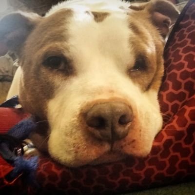 Profile Picture of Bigrig (@AndrewRiggi) on Twitter