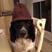 Profile Picture of Matthew Hooton (@matthew.hooton.7) on Facebook
