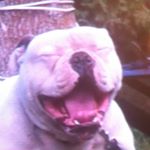 Profile Picture of Jesse Perry (@dobie_79) on Instagram