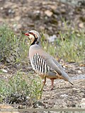 Profile Picture of Chukar partridgeon Wikipedia
