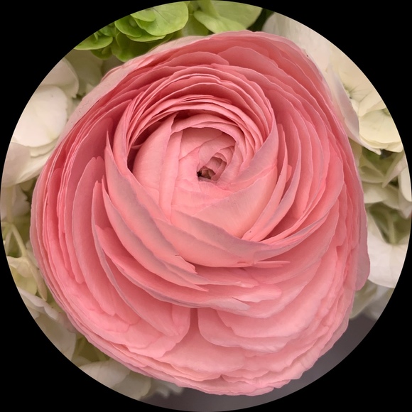 Profile Picture of Coral Rockway (@coraleleanor) on Poshmark
