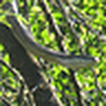 Profile Picture of Gustavo Aliaga Droguett (@laolladepueblodeindios) on Flickr