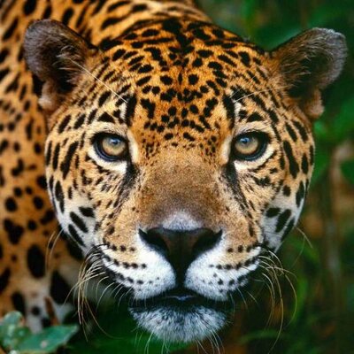 Profile Picture of José Daniel Camey (@JosDanielCamey) on Twitter