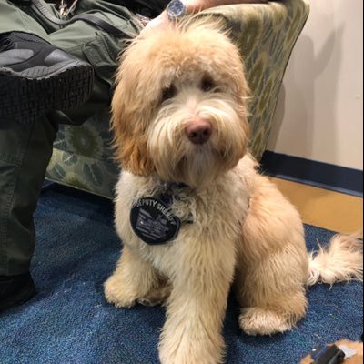 Profile Picture of Michael D’Errico (@TK9Woody) on Twitter