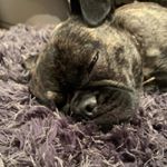 Profile Picture of Ellis Scott-Gibbs (@eggleggend) on Instagram