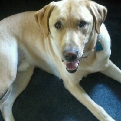 Profile Picture of Joshua Allan Warnick (@joshywarnick11) on Twitter
