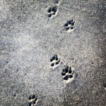 Profile Picture of Lisa Belyea (@mmbelyea) on Instagram