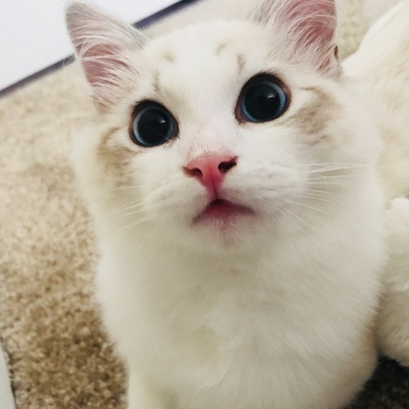 Profile Picture of Zhengyu Xu (@leone920906) on Poshmark