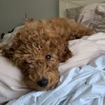 Profile Picture of Jax Latka Oustatcher (@the_mini_doodle_jax) on Instagram